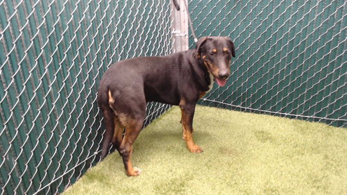 ROSE, an adoptable Labrador Retriever in Downey, CA
