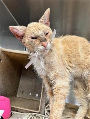 BENSON, an adoptable Domestic Short Hair in Downey, CA