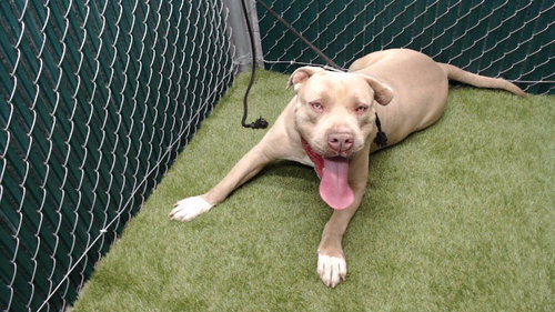 GUERO, an adoptable Pit Bull Terrier in Downey, CA