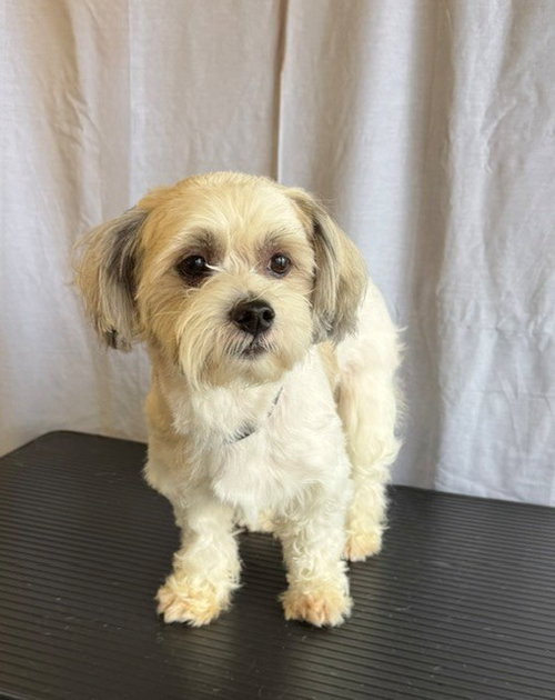 KRISTOFFERSON, an adoptable Shih Tzu in Downey, CA