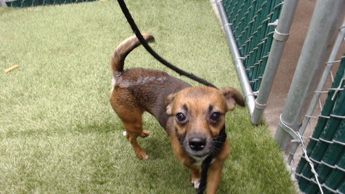 POTATO, an adoptable Chihuahua in Downey, CA