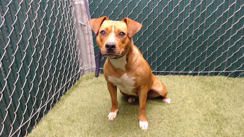 FORTUNA, an adoptable Pit Bull Terrier in Downey, CA
