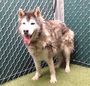 WOLFIE, an adoptable Siberian Husky in Downey, CA