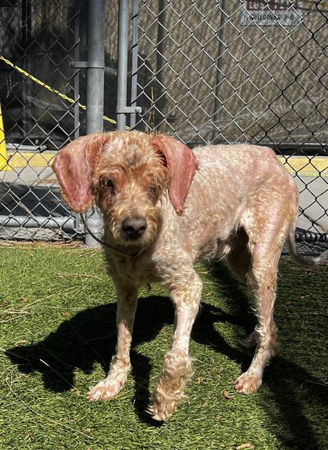 picture of the dog needing adoption