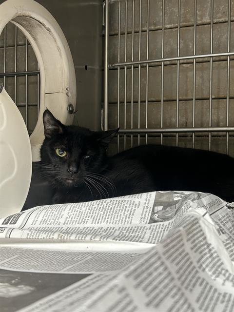 picture of the cat needing adoption