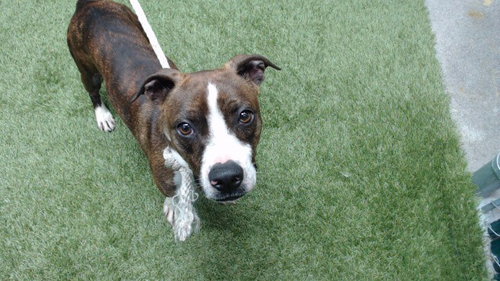 picture of the dog needing adoption