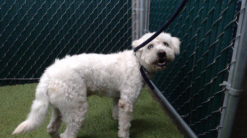 picture of the dog needing adoption