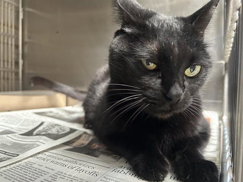 picture of the cat needing adoption