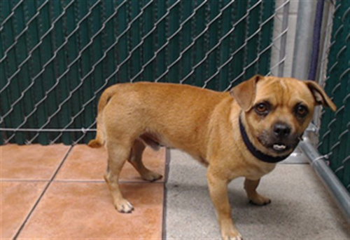 picture of the dog needing adoption