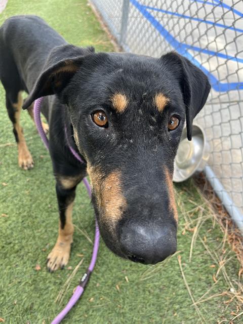 picture of the dog needing adoption