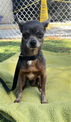 picture of the dog needing adoption