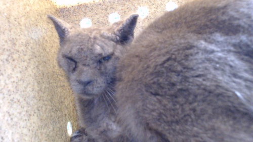 NABOKOV, Adult Domestic Short Hair (medium coat), cat for adoption in Westminster, California