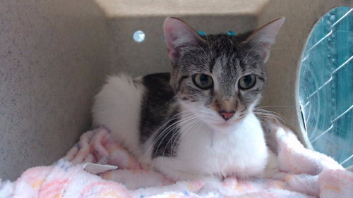 DAISY, Young Domestic Medium Hair (medium coat), cat for adoption in Brea, California