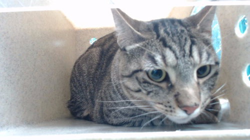 SUNNY, Adult Domestic Short Hair (medium coat), cat for adoption in Brea, California