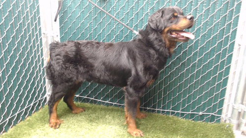 CURLY, an adoptable Rottweiler in Downey, CA