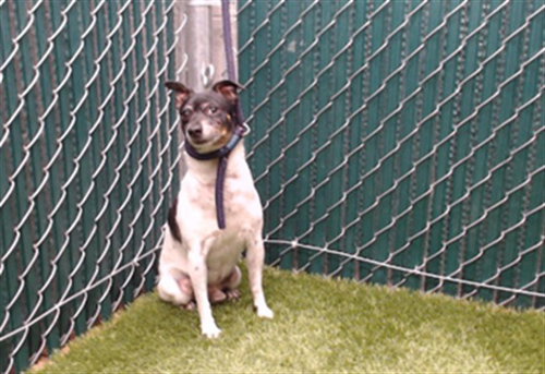 MOO, an adoptable Chihuahua in Downey, CA