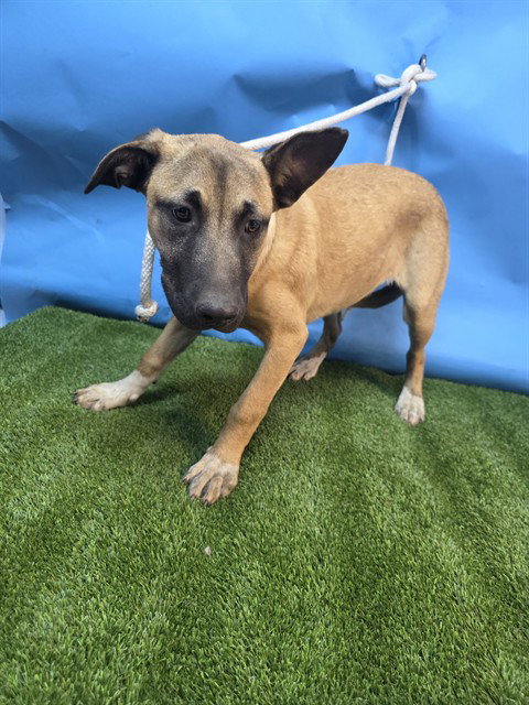 GISELLE, an adoptable Pit Bull Terrier in Downey, CA