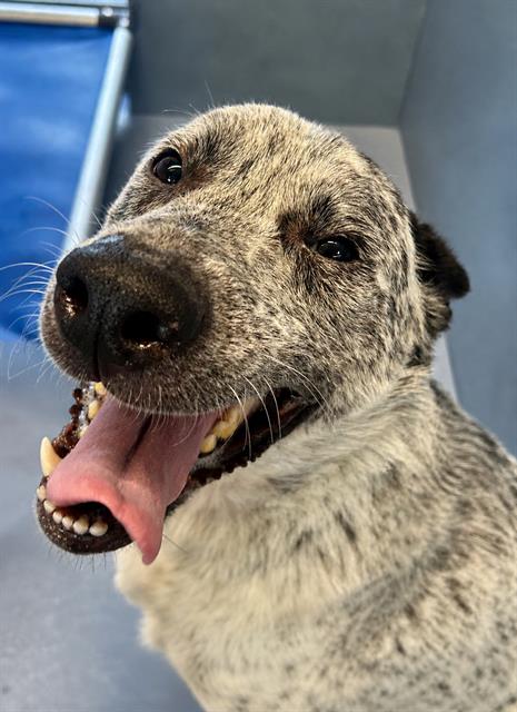 FRECKLES, an adoptable Australian Cattle Dog in Downey, CA