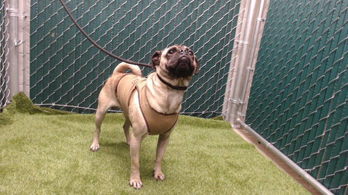 ROCKY, an adoptable Pug in Downey, CA