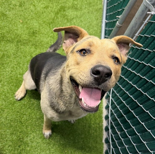 MILLIE, an adoptable German Shepherd Dog in Downey, CA