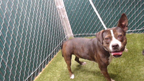 FRIDA, an adoptable Pit Bull Terrier in Downey, CA