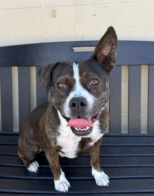 FRIDA, an adoptable Pit Bull Terrier in Downey, CA