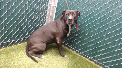 DEN, an adoptable American Bulldog in Downey, CA