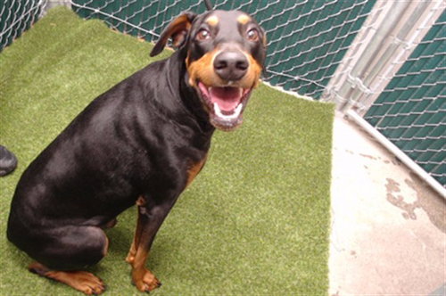 DODGER, an adoptable Doberman Pinscher in Downey, CA