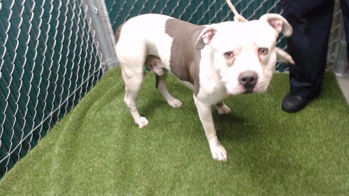 CHATO, an adoptable Pit Bull Terrier in Downey, CA