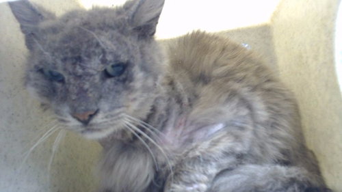 RANDY, an adoptable Domestic Long Hair in Downey, CA