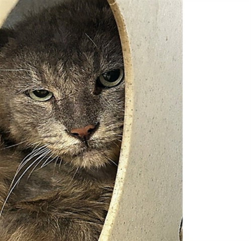 RANDY, Adult Domestic Long Hair (medium coat), cat for adoption in Alhambra, California