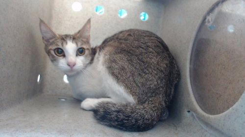 CHIQUIS, Young Domestic Short Hair (medium coat), cat for adoption in Alhambra, California