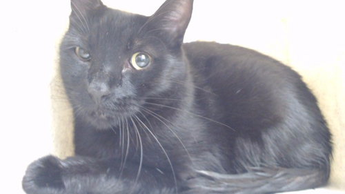 SALEM, Adult Domestic Short Hair (medium coat), cat for adoption in Alhambra, California