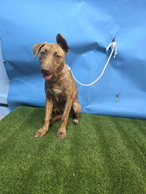 BRIANNA, an adoptable Pit Bull Terrier in Downey, CA