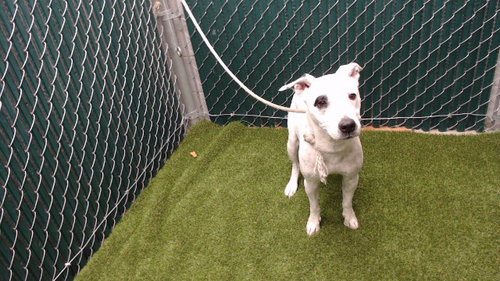 STELLA, an adoptable Pit Bull Terrier in Downey, CA