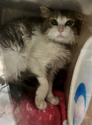 ZIPPY - Domestic Medium Hair available for adoption
