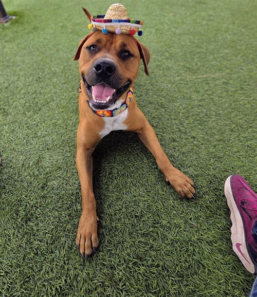 MIDAS, an adoptable Staffordshire Bull Terrier in Downey, CA