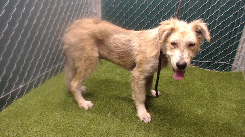 DENNIS, an adoptable Labrador Retriever in Downey, CA