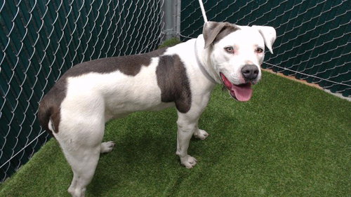 KAYDENCE, an adoptable Pit Bull Terrier in Downey, CA