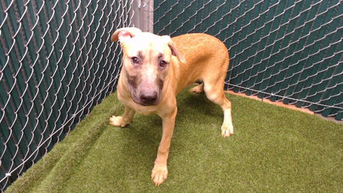TANNY, an adoptable Belgian Shepherd Malinois in Downey, CA
