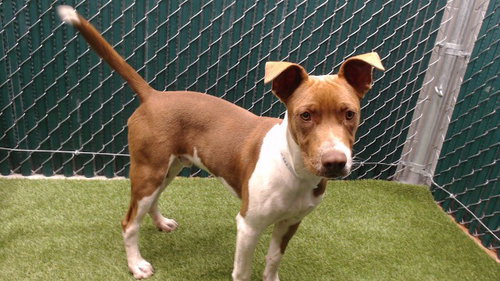 BEN, an adoptable Pit Bull Terrier in Downey, CA