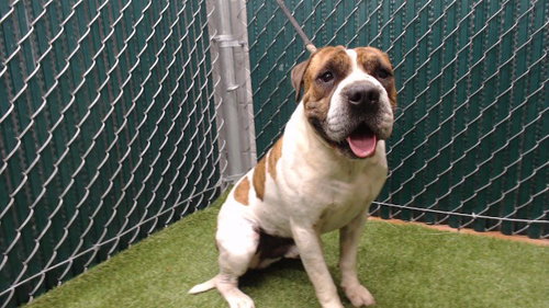 MANOTAS, an adoptable American Staffordshire Terrier in Downey, CA