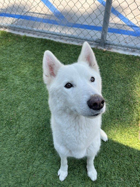 COTTON, an adoptable Siberian Husky in Downey, CA