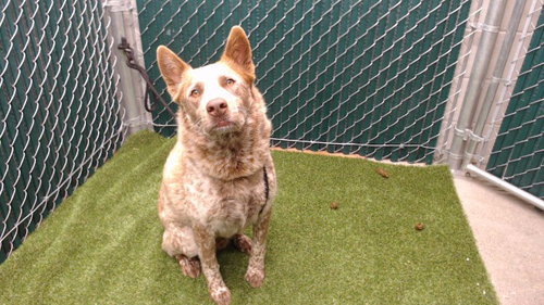 CHEWY, an adoptable Australian Cattle Dog in Downey, CA