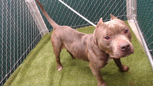 RUGBY, an adoptable Pit Bull Terrier in Downey, CA