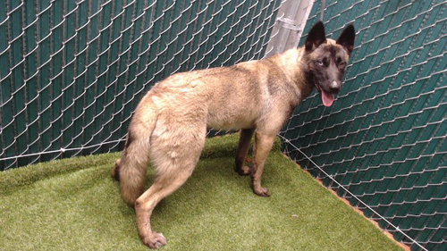 WINONA, an adoptable Belgian Shepherd Malinois in Downey, CA