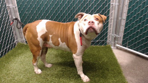 NALA, an adoptable Pit Bull Terrier in Downey, CA
