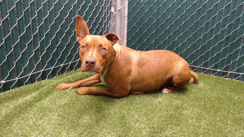 BRIANA, an adoptable Pit Bull Terrier in Downey, CA