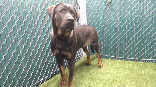 GOOBER, an adoptable Rottweiler in Downey, CA