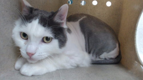 TEDDY, Adult Domestic Short Hair (medium coat), cat for adoption in Alhambra, California